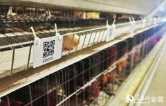 通过引入法国种源和科技合做